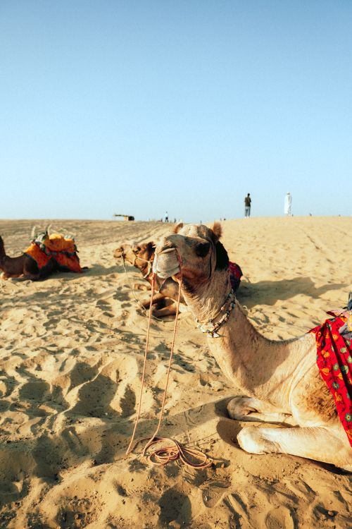 Free Camels resting on sunlit desert sands, colorful saddles, clear sky. Stock Photo