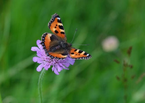 A Close-up Shot of a Butterfly on a Purple Flower