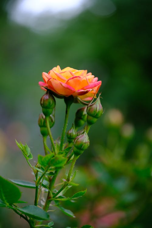 Kostenloses Stock Foto zu blühen, blume, blumenphotographie