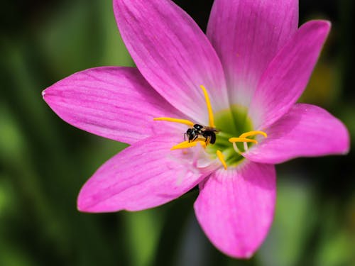 A Close-up Shot of a Bee on a Purple Flower