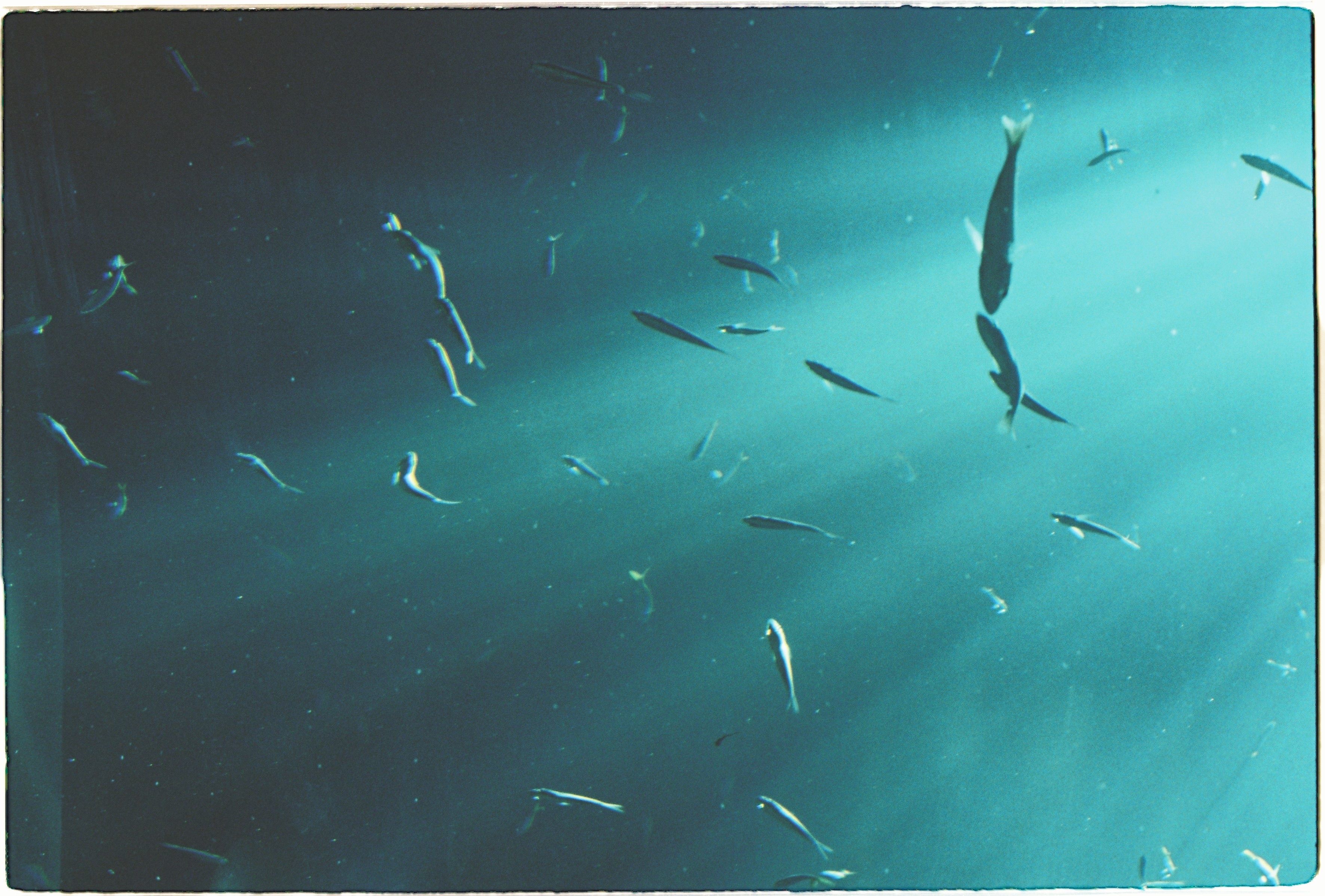 Unterwasseraufnahme mit Fischen – Licht und Abstand beim Filmen unter Wasser