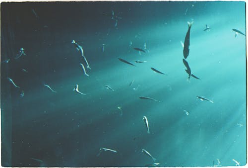 Fishes Swimming Underwater