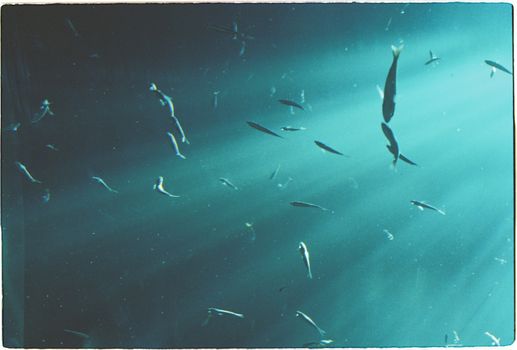 A beautiful scene of fishes swimming underwater with natural light streaming through.