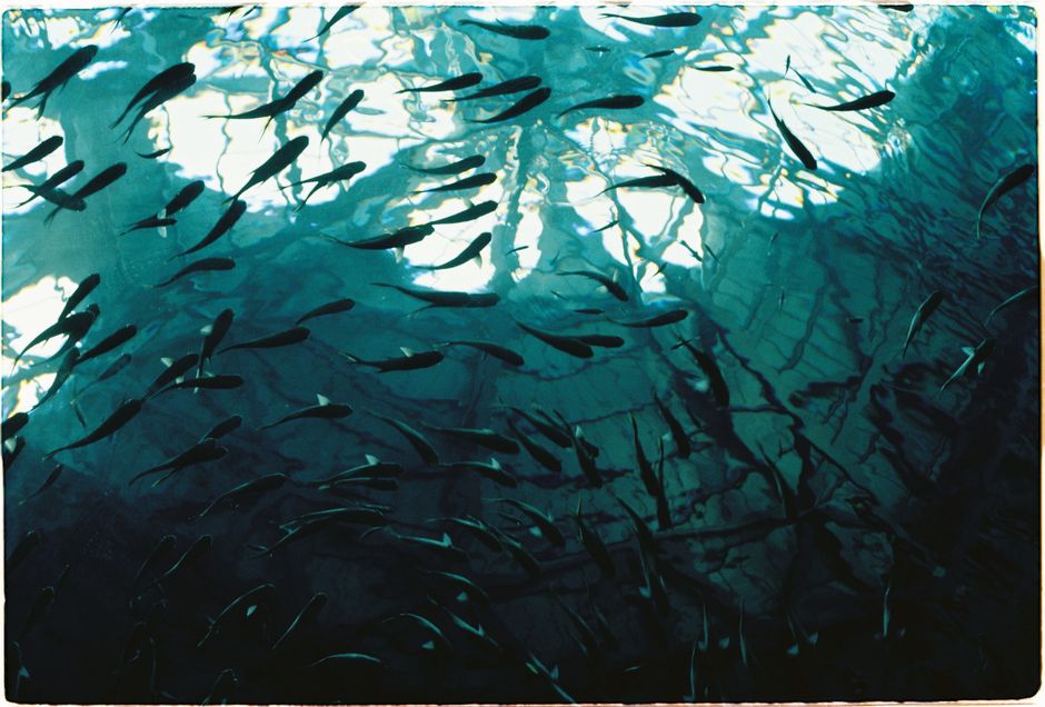 An underwater view of a school of fish swimming, creating a mesmerizing aquatic scene.