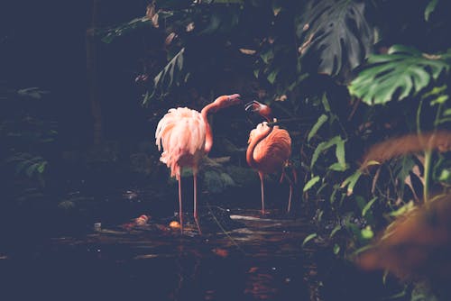 Free two flamingo Stock Photo