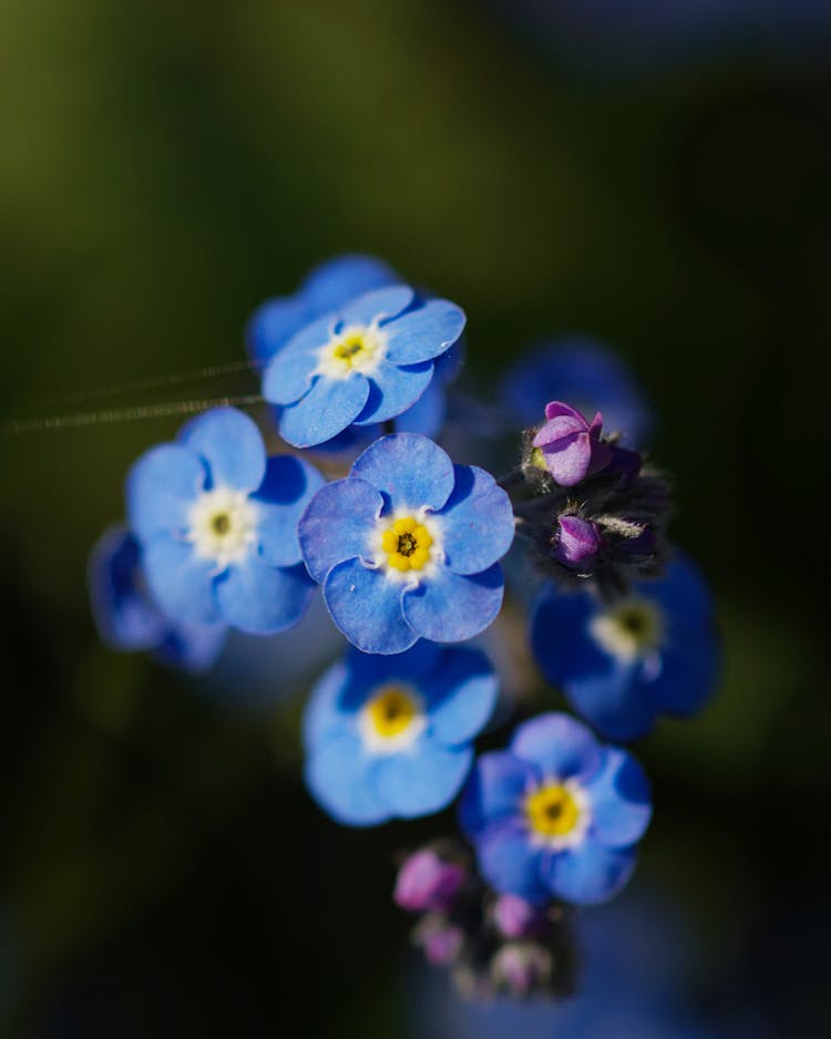 Close Up Of Blue Flowers