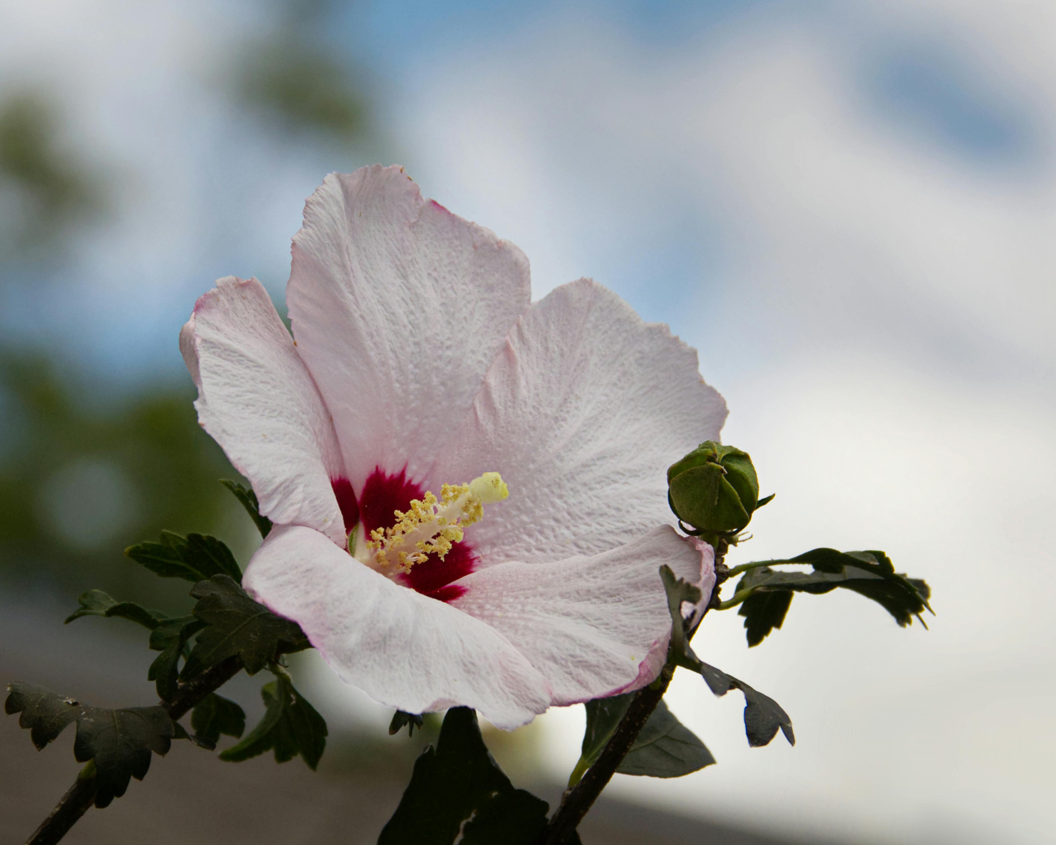 Delicate white hibiscus flower in bloom with vibrant center, captured in natural light.