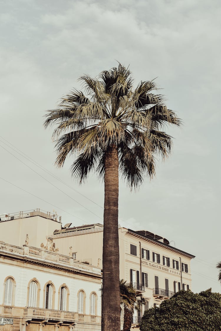 A Tall Palm Tree Near Building