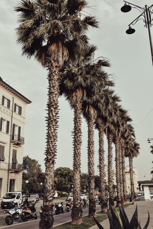 Free Line of tall palm trees along a vibrant city street, adding a tropical vibe. Stock Photo