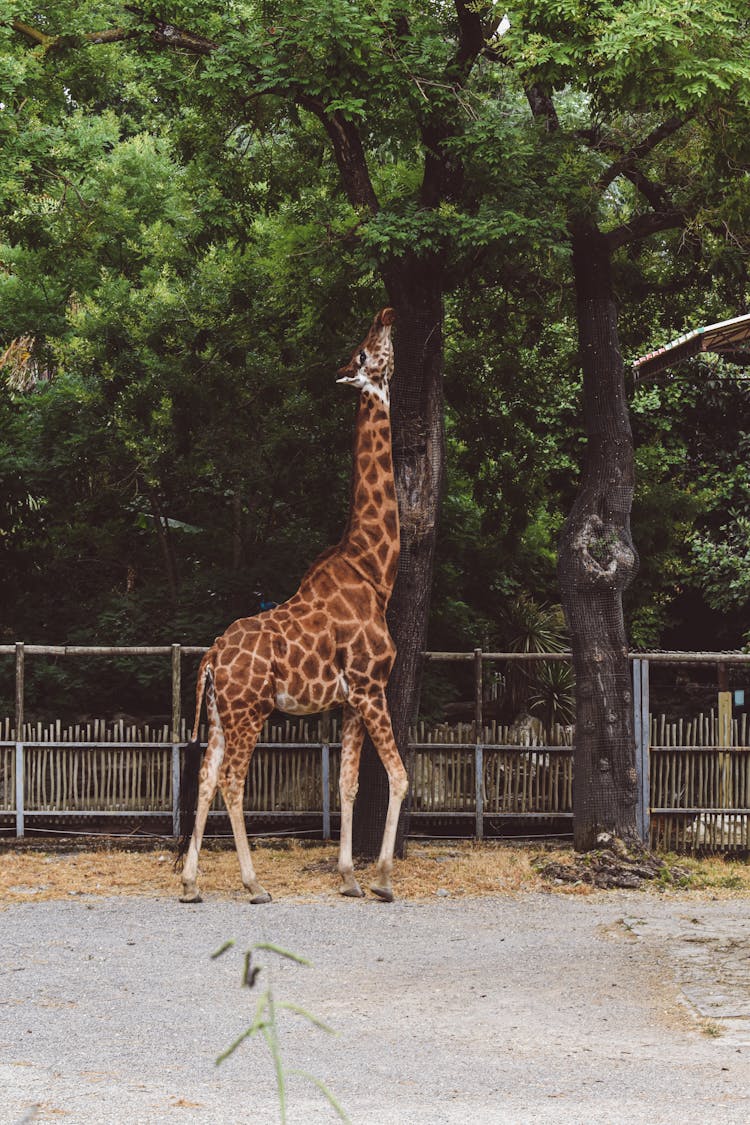 Giraffe Reaching Tree Leaves