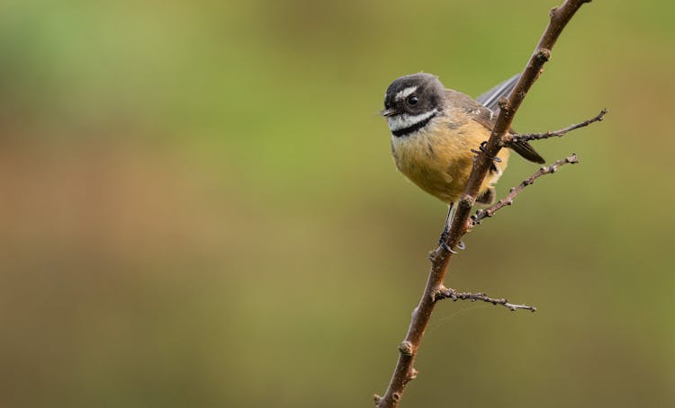 New Zealand Fantail Perched On Tree Branch