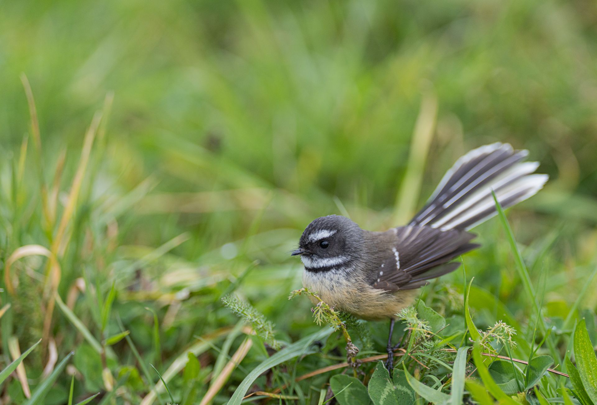 Close-Up Shot of a New Zealand Fantail Bird on Green Grass