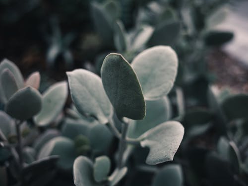 Close-Up Shot of Green Plants