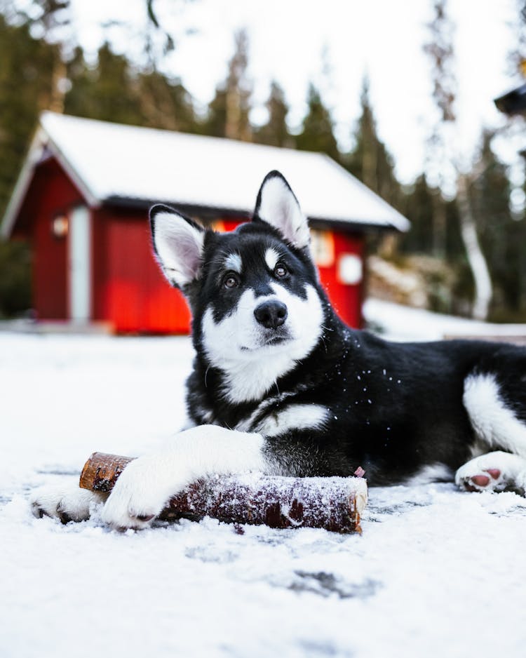 A Dog Lying Down In The Snow