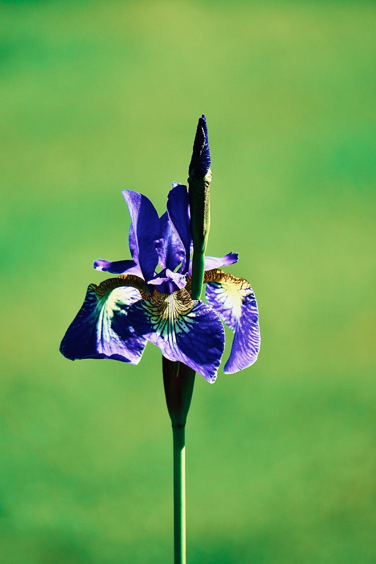 An Exotic Purple Flower In Bloom