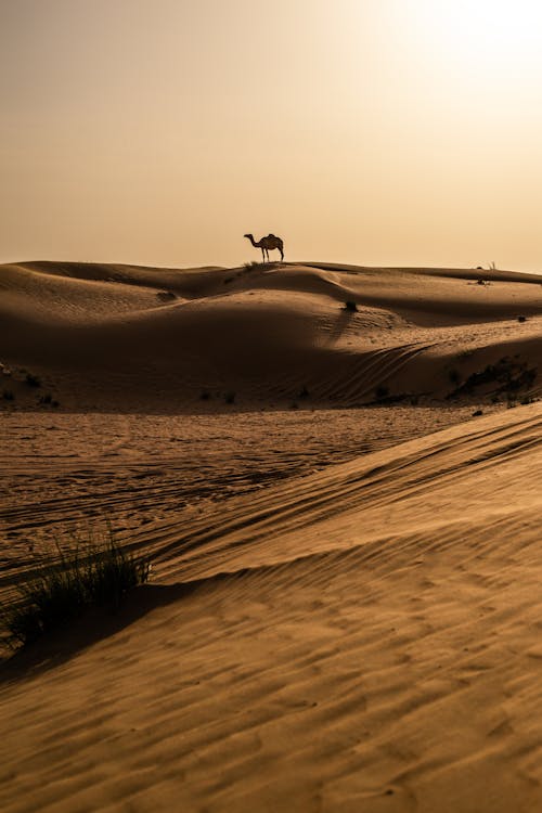무료 UAE, 가뭄, 건조한의 무료 스톡 사진