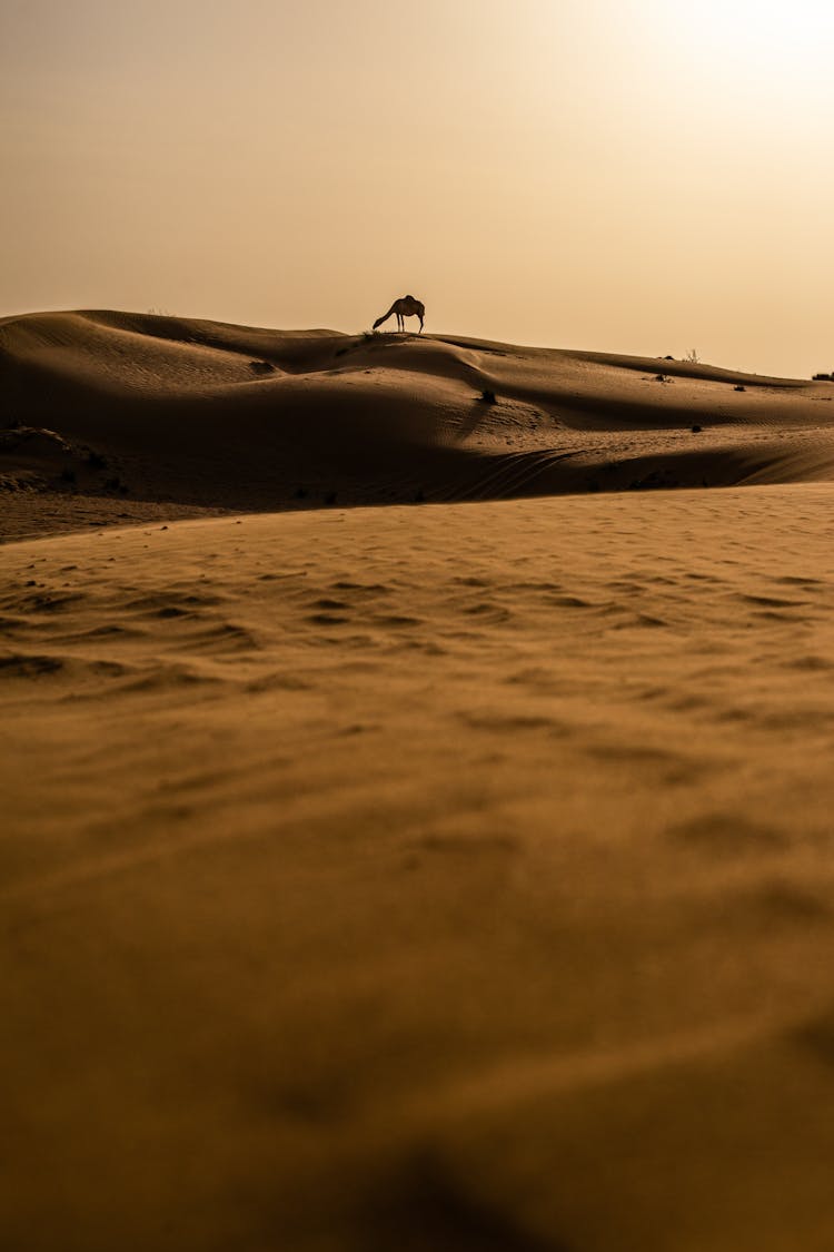 A Camel In Desert