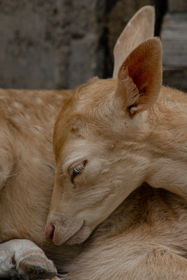 Close-Up Shot Of A Deer