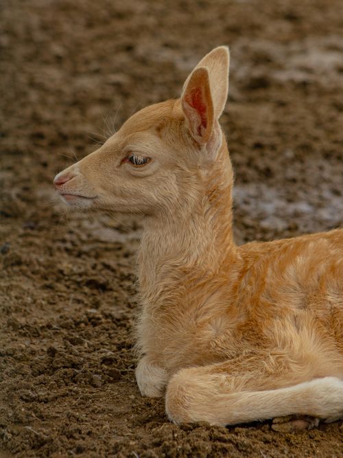 Free Close-up of a young deer fawn lying on the ground, showcasing its delicate features. Stock Photo