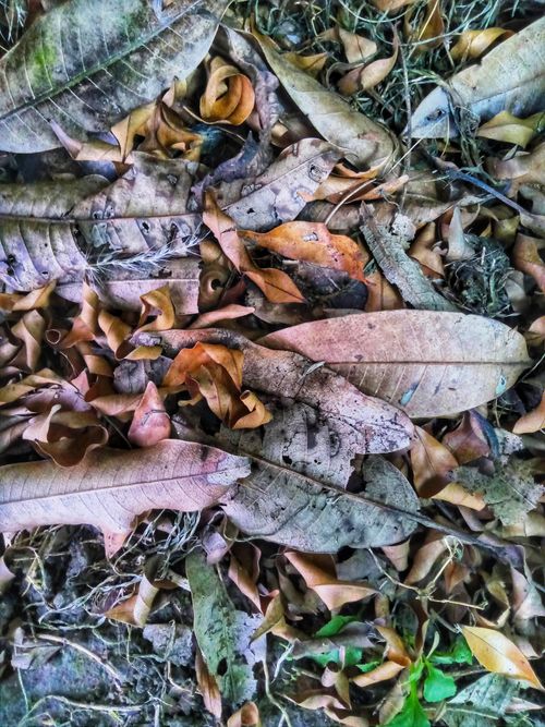 Free stock photo of abstract background, autumn leaves, beauty in nature Stock Photo