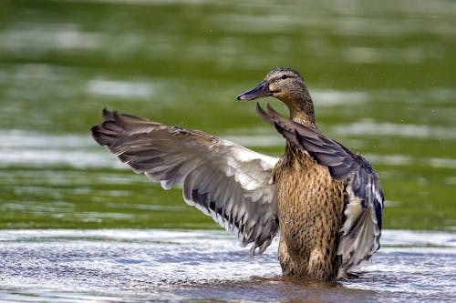 Duck Standing in Shallow Water