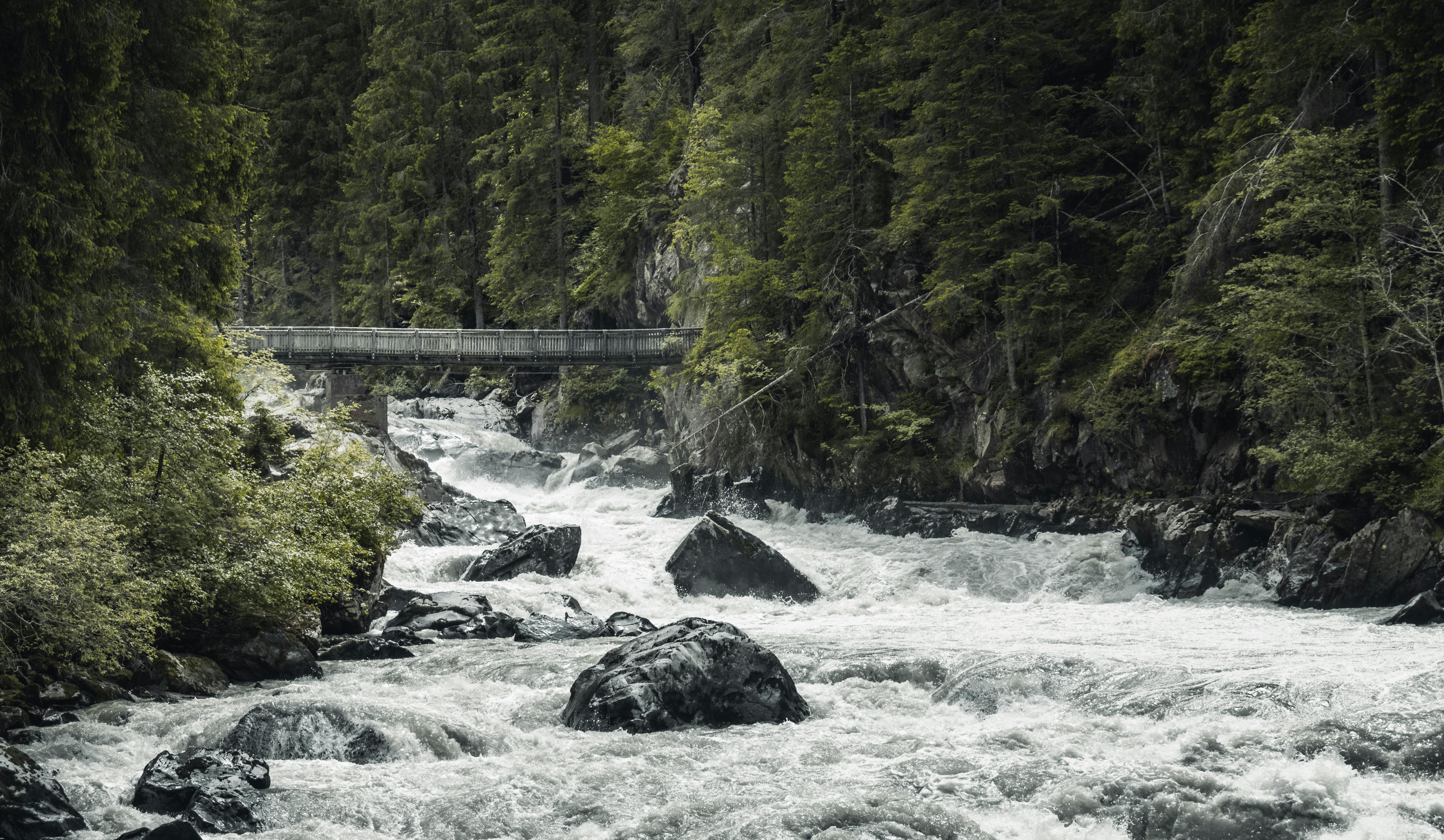 river in the middle of forest