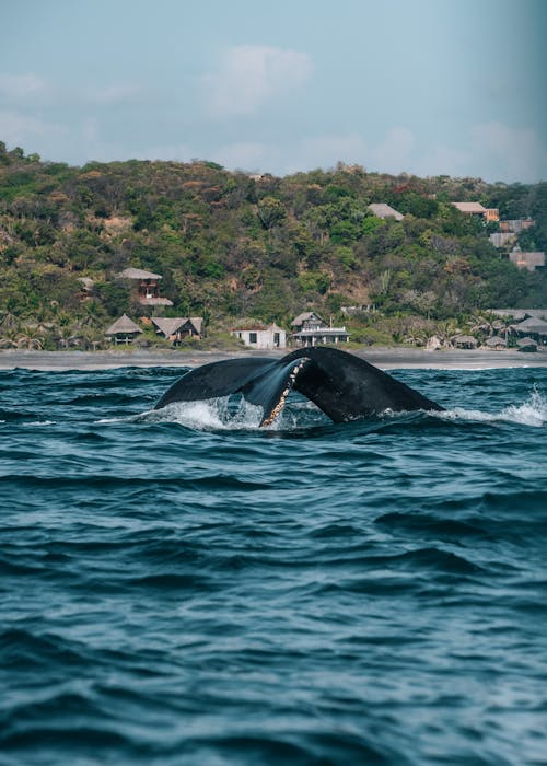 Whale Swimming near an Island