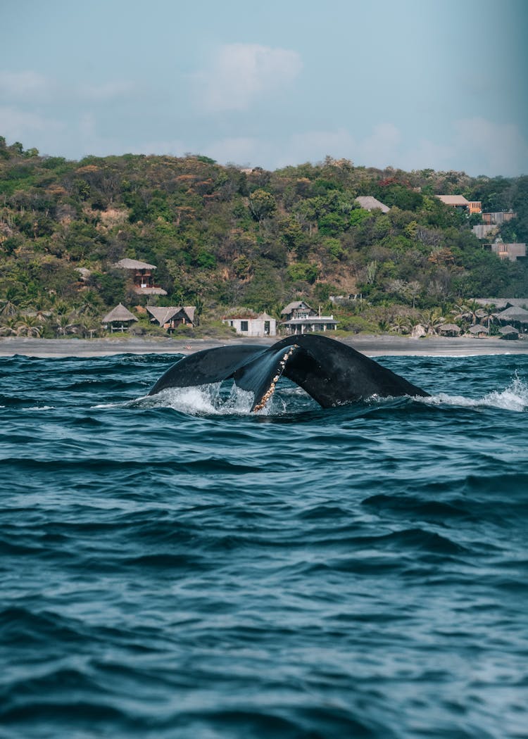 Whale Swimming Near An Island