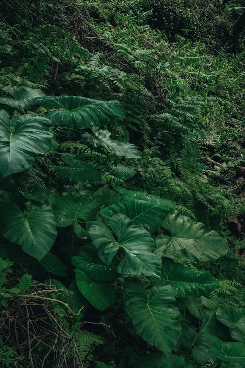 Green Plants in the Forest