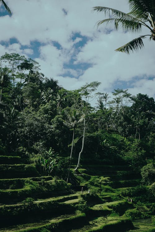 Green Terraced Fields Surrounded by a Rainforest