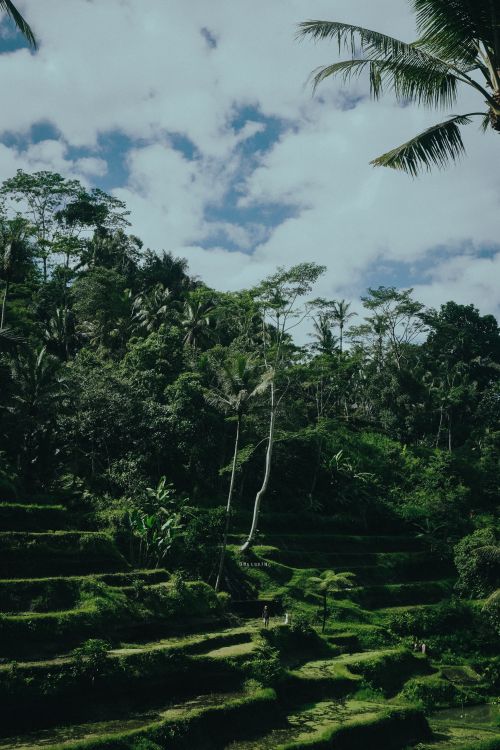 Free Scenic view of lush green terraced fields and tropical forest under a bright blue sky. Stock Photo