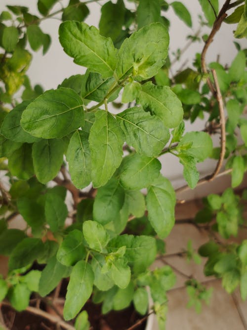 Free stock photo of holy basil, tulsi