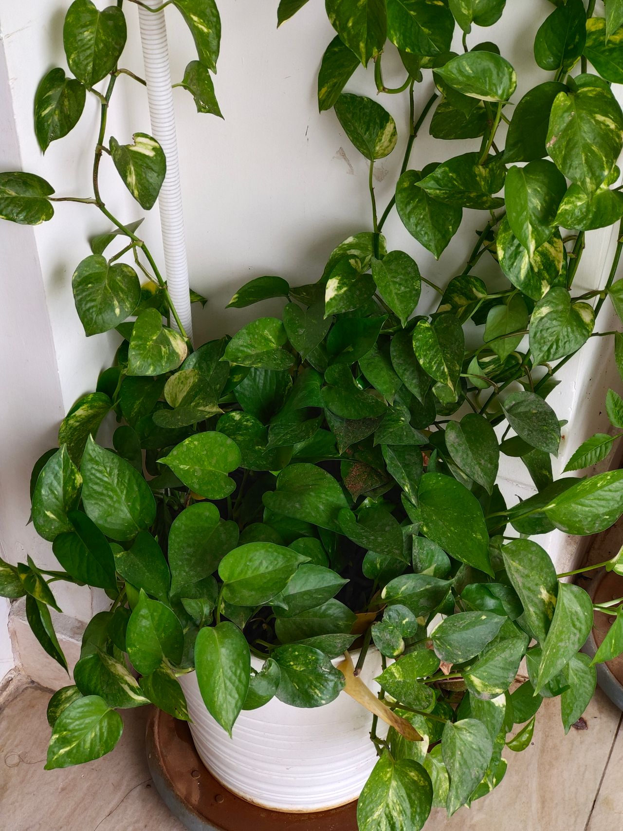 Golden pothos plant with heart-shaped variegated leaves trailing from a white pot, an easy trailing bathroom plant