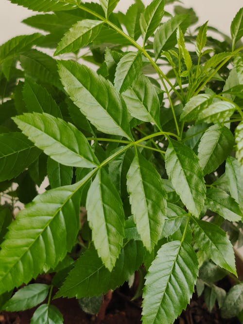 Close-up of Green Leaves of a Plant