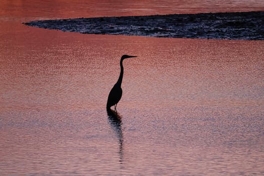 Stunning heron silhouette captured at sunrise over Stamford waters.