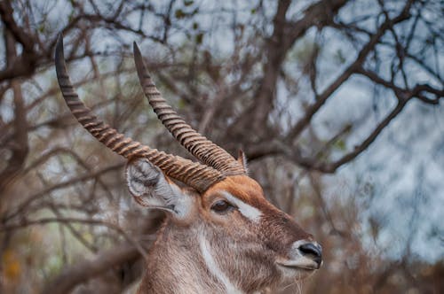 Free Kostenloses Stock Foto zu antilope, wasser buck, wildnis Stock Photo