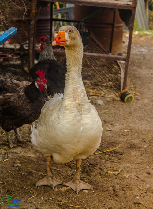 Imagine de stoc gratuită din animal