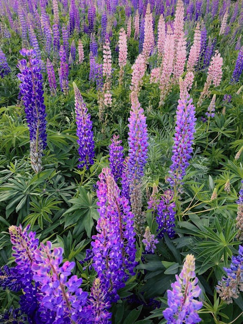 垂直拍攝, 植物群, 紫色的花朵 的 免費圖庫相片