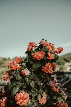 Stunning display of vibrant red roses blooming on a bush against a clear sky.