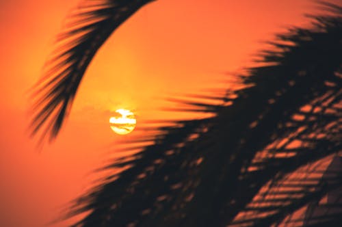 剪影, 日出, 日落 的 免費圖庫相片