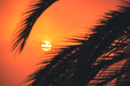 Free A vibrant sunset with palm leaves silhouetted against the orange sky in Maspalomas, Spain. Stock Photo