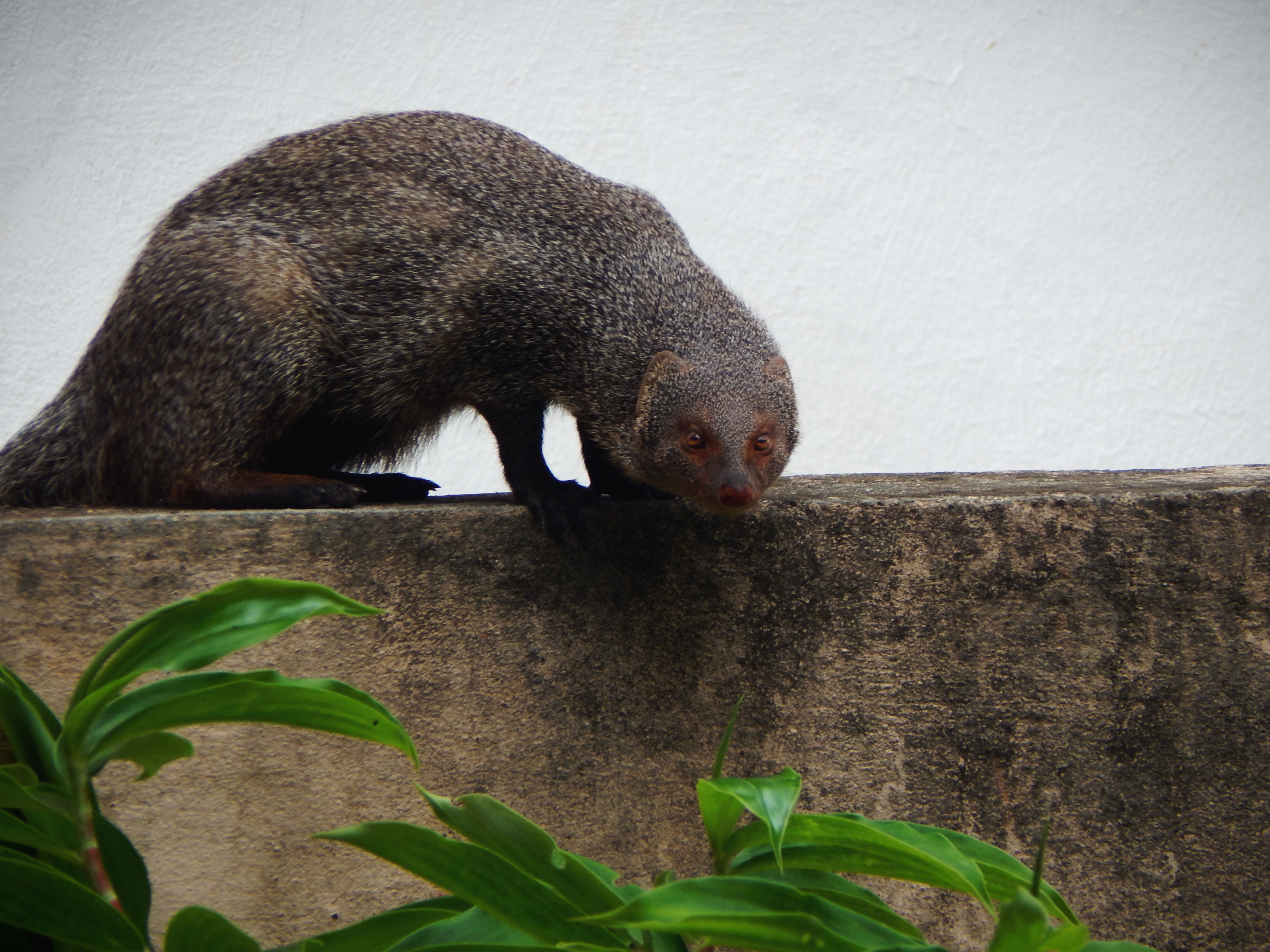 Indian grey mongoose perched on a concrete wall, surrounded by greenery.