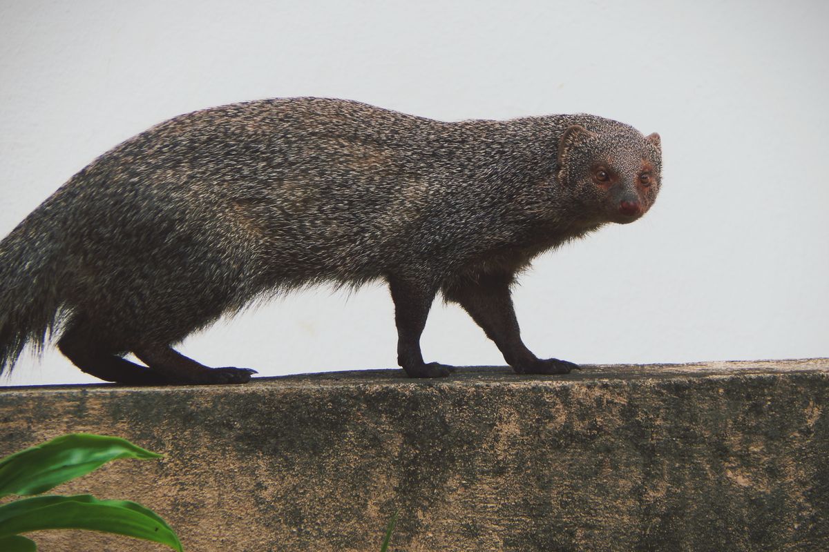 Indian Gray Mongoose: Friendly Facts and Habitat Guide