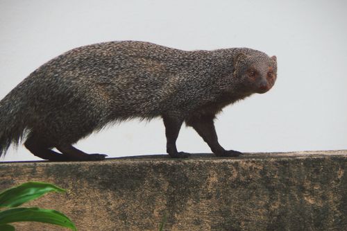 Free Close-up of an Indian grey mongoose walking on a stone wall, captured outdoors. Stock Photo