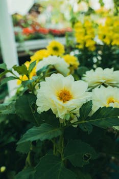 Capture of blooming white dahlias with bright yellow centers in an English garden.