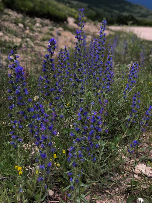 Darmowe zdjęcie z galerii z flora, kwitnięcie, niebieskie kwiaty