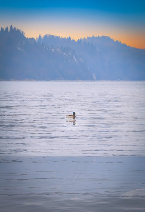 Duck in the lake