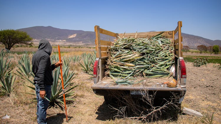 Man Harvesting Desert Plants Onto A Truck