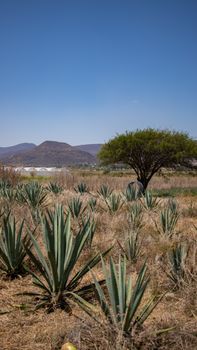A serene agave field under a clear blue sky, capturing the essence of desert growth.