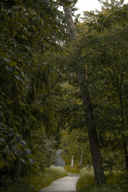 Foto profissional grátis de árvores verdes, estreito, floresta